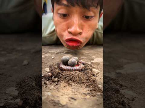 Don't Think Negatively, Warm greetings to the cute trio of pill millipedes and the cute millipede
