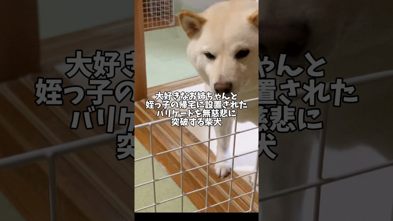 家族が帰ってくるとバリケードのことを忘れちゃう柴犬🤣🤣🤣　#shorts #柴犬 #犬 #dog