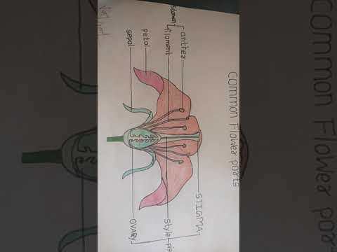 COMMON FLOWER PARTS👍👍👍👍👍👍👍