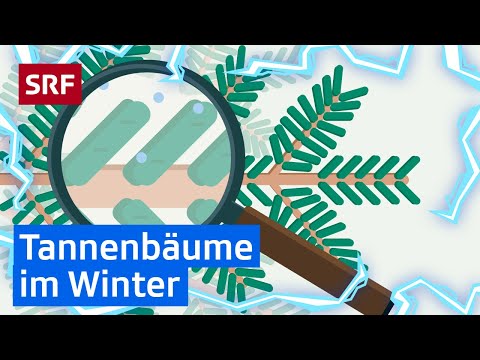 Immergrün: Grüne Tannennadeln im Winter | Erklärvideos für Kinder | SRF Kids – Kindervideos