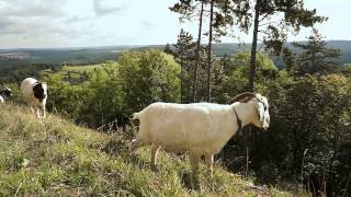 preview picture of video 'ZIEGEN auf der Leuchtenburg'