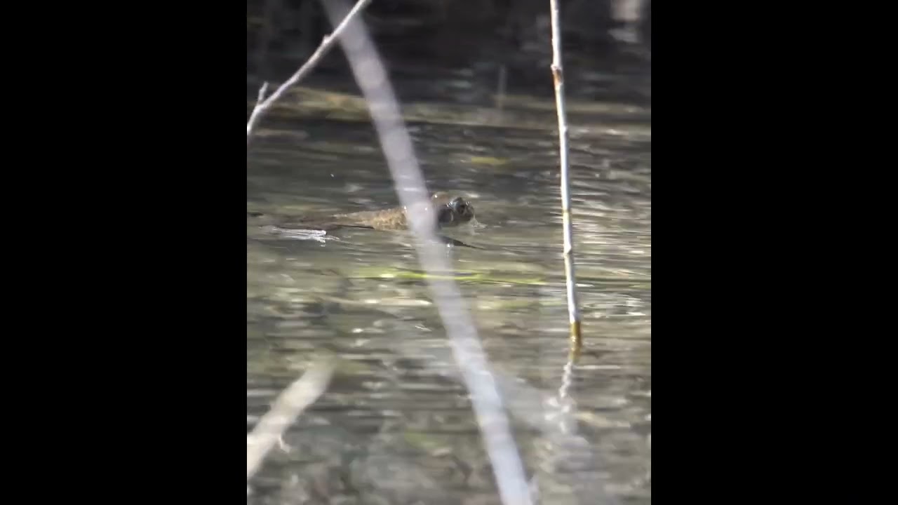 Love is in ... the water 🐸 #EarthDay