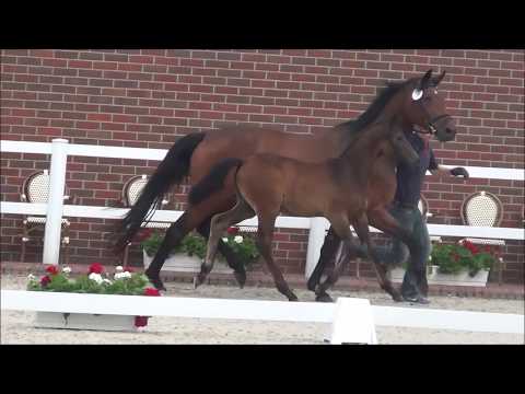 *2017 Hengstfohlen von Hickstead White - Abke