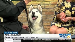 Pet of the Week: Achilles from the New Hanover Co. Sheriff’s Office Animal Services Unit
