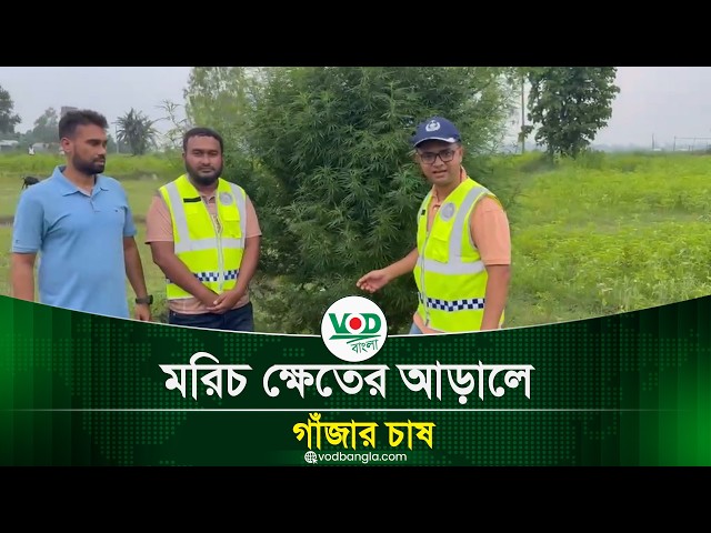 কুড়িগ্রামে মরিচ ক্ষেতের আড়ালে গাঁজার চাষ