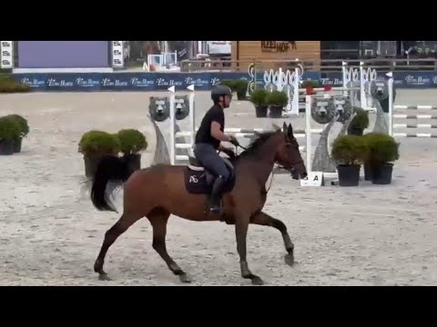 My Hawks Gemera - Show