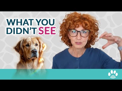 What Your Pet Experiences as They Cross Over (It’ll Bring You Peace)