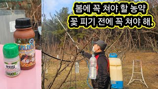 봄에 꼭 쳐야 할 유황 약재, 꽃피기 전에 꼭 쳐야 합니다