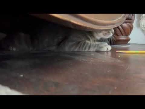 Hi guys my friend found a cat in his house