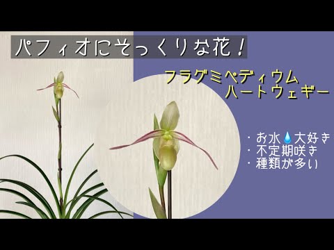 ハイブリッド フラグミペディウム