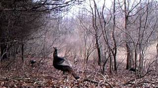 Irving Woods 040711d