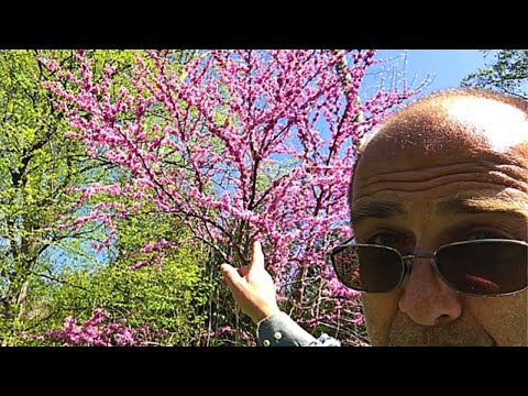 Pawpaw fruit tree Pollinator Companion Plants!  Don’t use roadkill, dummy ;)