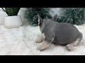 French Bulldog dogs for sale: Harper - Video 1