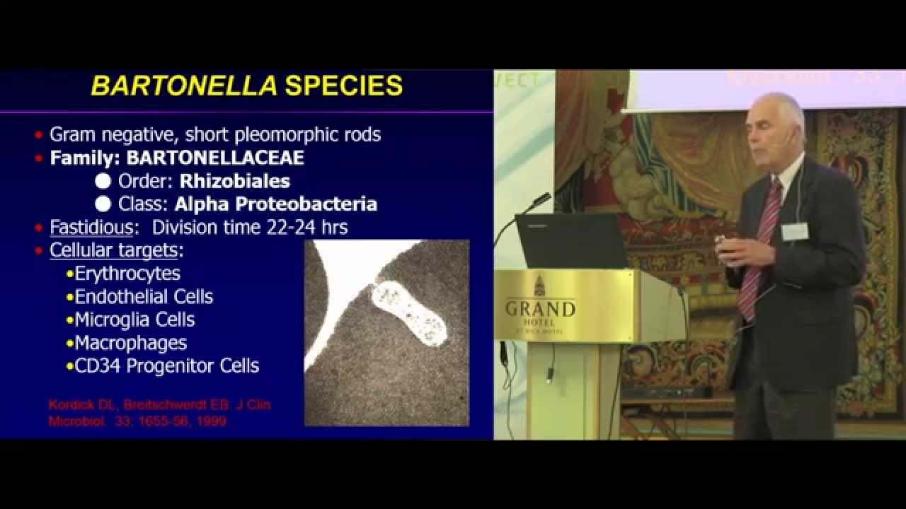 Dr. Edward Breitschwerdt on Bartonellosis - NorVect 2014 - YouTube