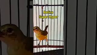 Download lagu KONIN BETINA FULL HYPER‼️ #konin mp3