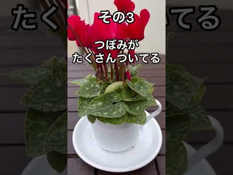 園芸 トルコシクラメン