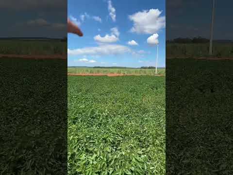 20.500 metros R$280.000,00 em presidente Castelo Branco, 35km de Maringá chama 44 99870.0405