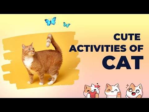 most beautiful cats |cute cat compilation Hasnain Bheravi | Cat lovers | Tech hasnain,