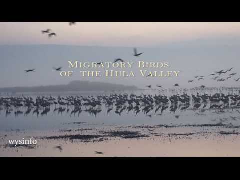 Wysinfo: Migratory Birds of Hula Valley HD