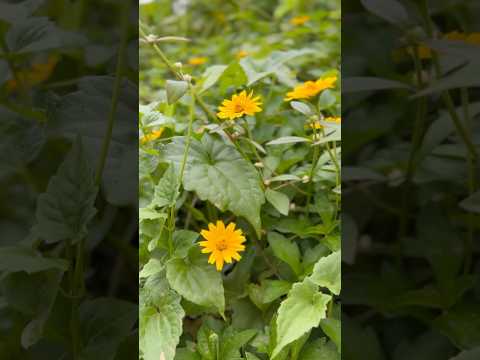 #song #aesthetic #evening #iffah flowers 🥰