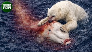 카메라에 기록된 가장 끔찍하고 무시무시한 북극곰 공격 영상 | 동물의 왕국