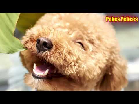 Peluchin - Miss Rosi
