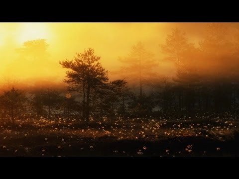 Musk Ox - Entre Le Soleil Et Les Arbres (Full EP)