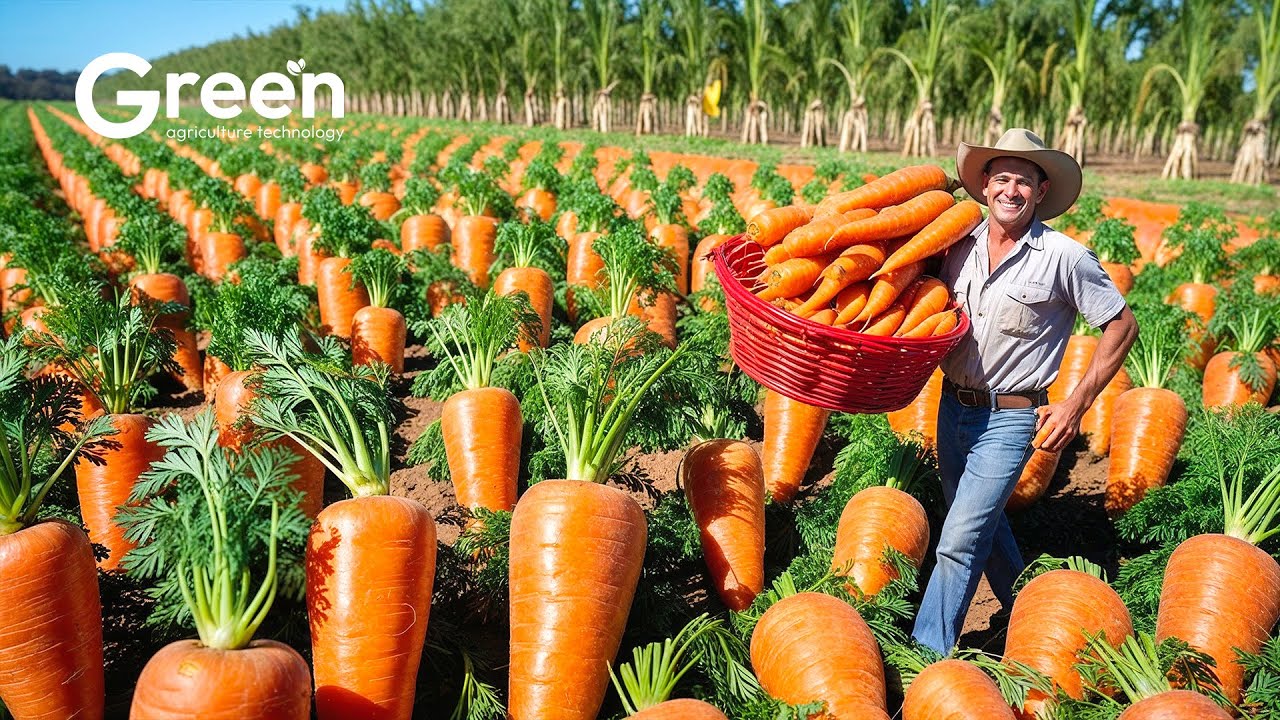 Carrot Farming - Carrot Harvesting & Carrot Juice Making Process🥕| Agriculture Technology