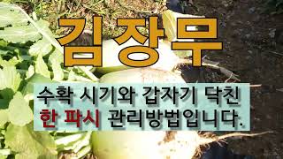 김장 무 수확 시기와 갑자기 닥친 한파 시 관리 방법입니다. #김장무 수확 시기# 김장 무 한파시 관리방법.