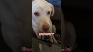 Meet the Official Cruise Dog |Cruise Vlog & More #travel #CruiseDog #CruiseVlogAndMore #DogShorts