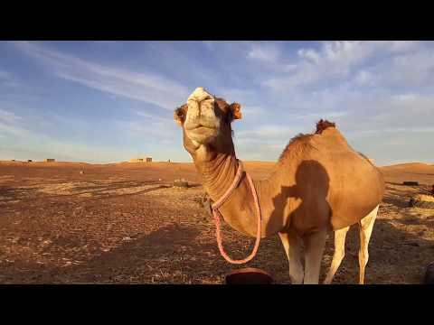 Morocco camel ride - Camel trekking in Morocco, camel ride in Merzouga night in the desert