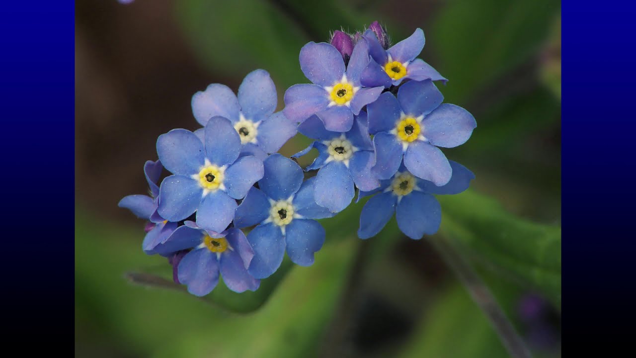 HISTORIA DE LA FLOR NO ME OLVIDES