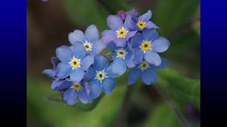 HISTORIA DE LA FLOR NO ME OLVIDES
