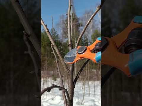 🍎ОБРЕЗКА ЯБЛОНИ ВЕСНОЙ🌳#яблоня #сад #обрезка