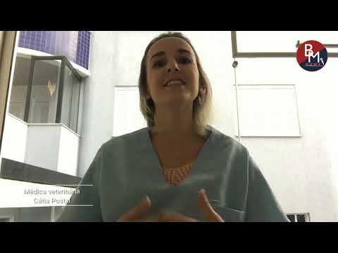 Médica veterinária tira dúvidas sobre Coronavírus em animais
