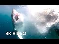 Sharks Feast On Whale 4K UHD Blue Planet II BBC Earth