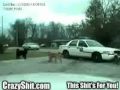 Dogs tear apart a police car 