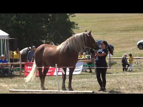 Jungzüchter Wettbewerb - Kaltblut Fohlenschau Kohlenbach am 13.08.2022