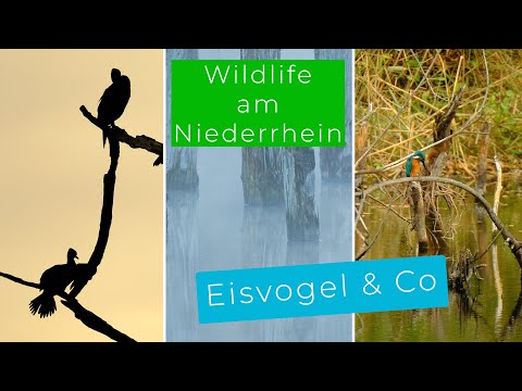 Wildlife & Landschaftsfotografie in Kirchhellen am Pfingstsee -  Auf der  Suche nach Kreativität