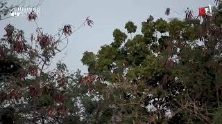 Download lagu Nyi enok tukang karedok  firda abi yahman cover irwan ernawan mp3