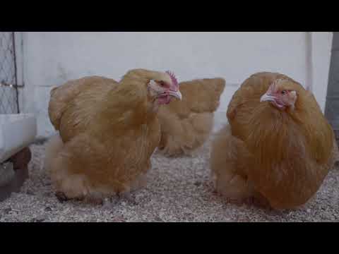 EPISODIO 9 - “Entre Laureles y Gallos" - La Magia de Luis Igarza en Ayacucho