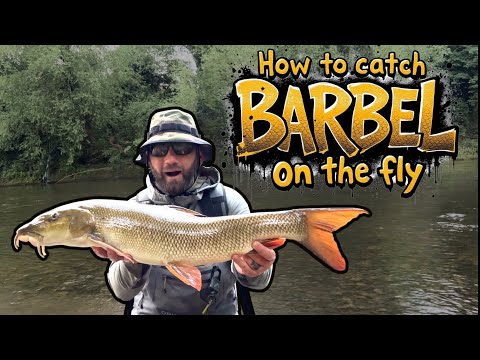 How to fly fish for barbel - The River Wye