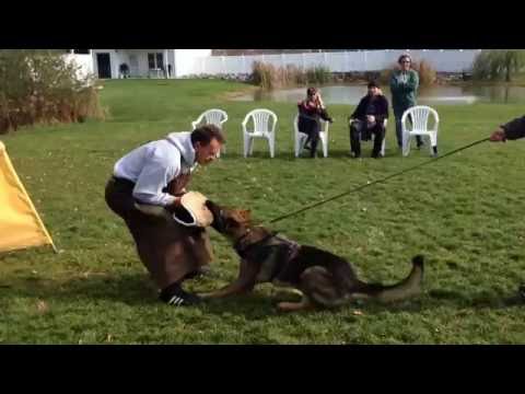 Jiří z údolí Úpy 15,5 months protection training (Coudy z údolí Úpy x Honey z údolí Úpy)