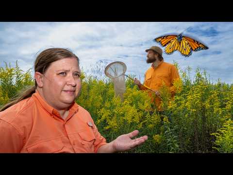 Can we save an imperiled pollinator?