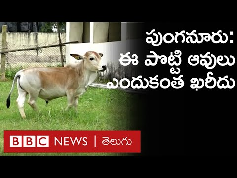 , title : 'Punganur Cow: ఒక్కో ఆవు ధరా రూ.5 లక్షలు, ఈ ఆవు పేడ, మూత్రం కూడా కొనుక్కుని తీసుకెళ్తారు. |BBCTelugu'