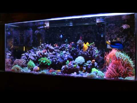 Amazing Coral Reef Tank