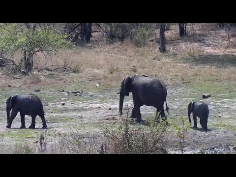 Djuma: Elephant group of five (Short Trunk herd?) - 11:51 - 09/19/20