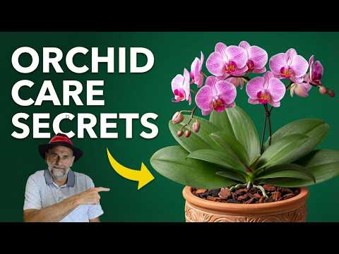 Orchid Care Basics: How to Keep Your Plants Thriving