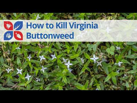  How to Get Rid of Virginia Buttonweed Video 