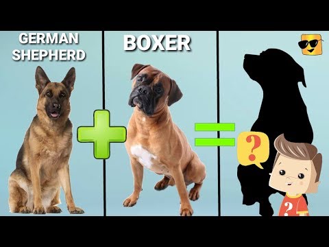 download lagu mp3 mp4 Boxer Mix, download lagu Boxer Mix gratis, unduh video klip Boxer Mix